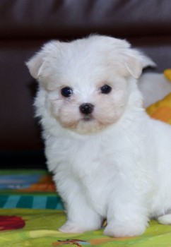 Maltese puppies for sale 