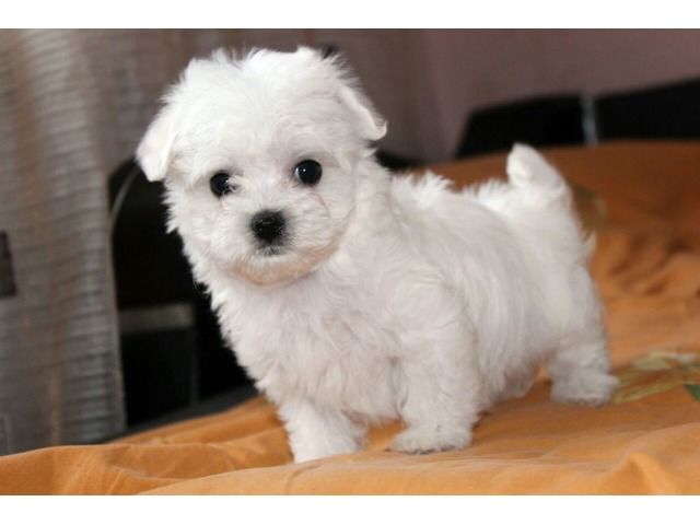 Maltese puppies for sale 