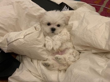 Maltese puppies for sale 