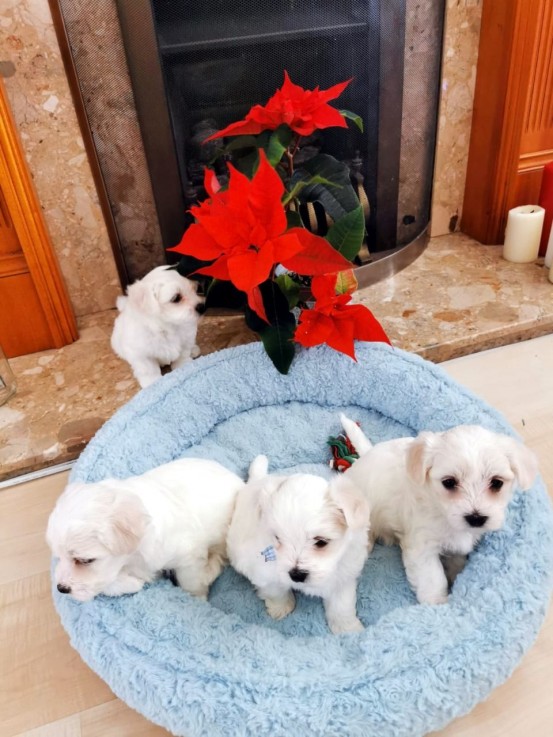 Maltese puppies for sale 