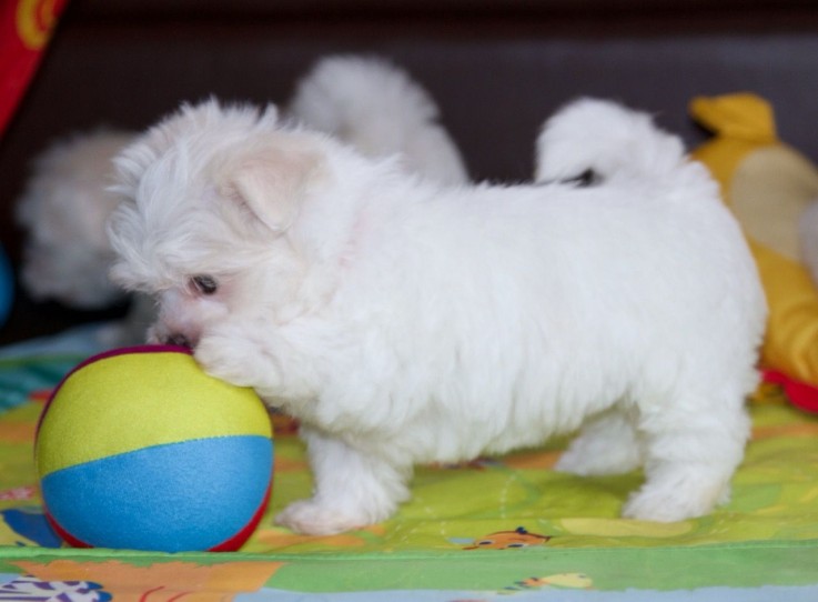 Maltese puppies for sale 