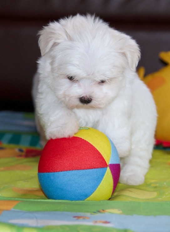 Maltese puppies for sale 