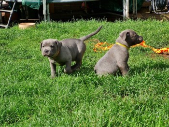 Blue Staffordshire Bull Terrier puppies 