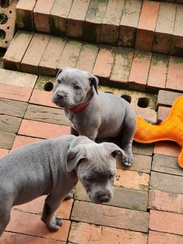 Blue Staffordshire Bull Terrier puppies 