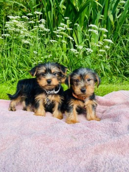 Yorkshire Terriers Available now