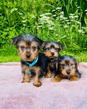 Yorkshire Terriers Available now