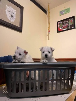 West Highland Terrier puppies for sale.