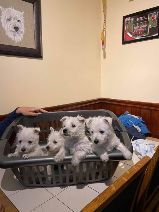 West Highland Terrier puppies for sale.