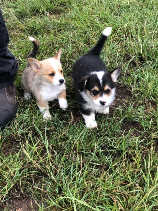 Welsh Corgi Pembroke puppies