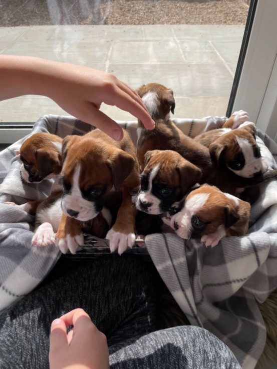 Stunning Boxer Pups