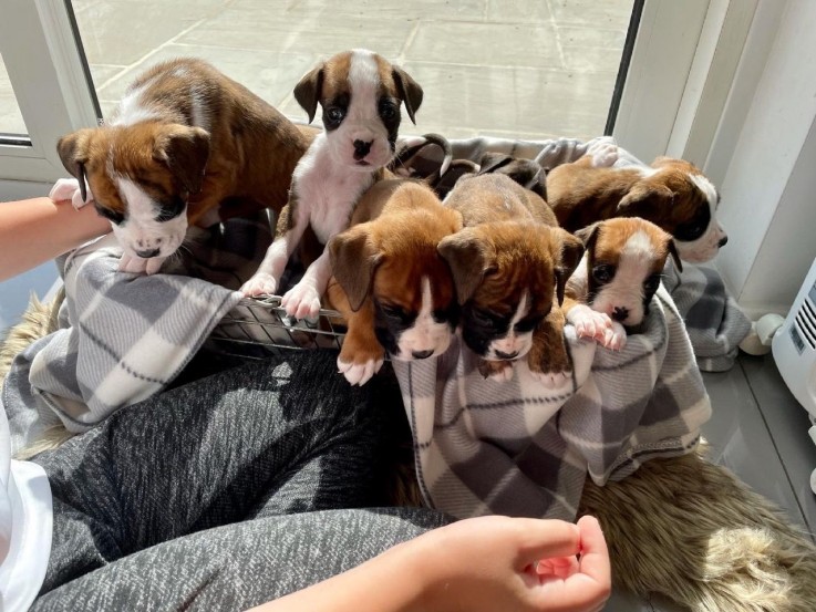 Stunning Boxer Pups