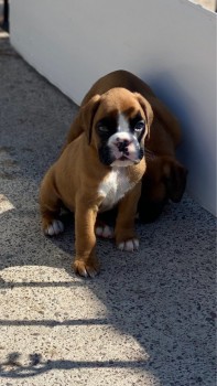  Boxer Pups for adoption.