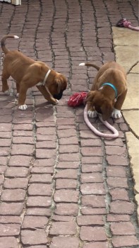  Boxer Pups for adoption.