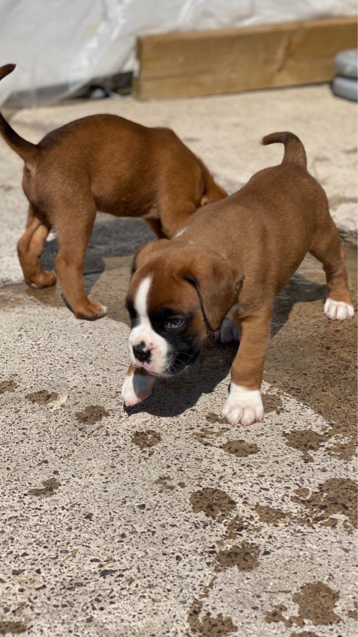  Boxer Pups for adoption.