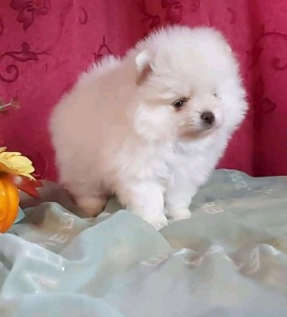 Beautiful White Tea Cup Pomeranian Puppi