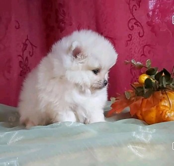 Beautiful White Tea Cup Pomeranian Puppi