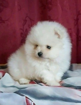 Beautiful White Tea Cup Pomeranian Puppi