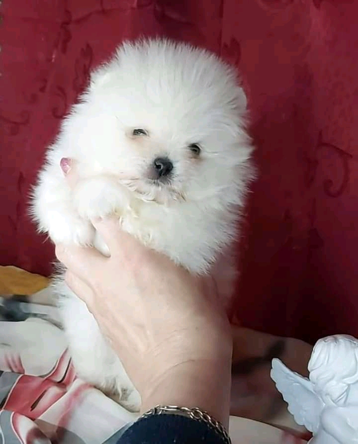 Beautiful White Tea Cup Pomeranian Puppi