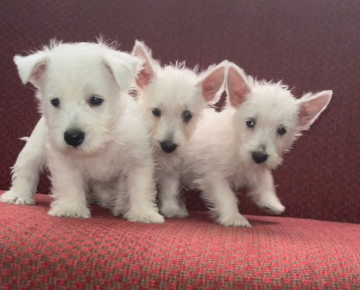 West Highland Terrier  Puppies