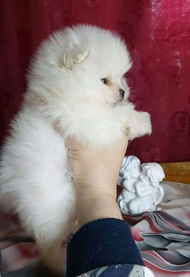 Beautiful White Tea Cup Pomeranian Puppi