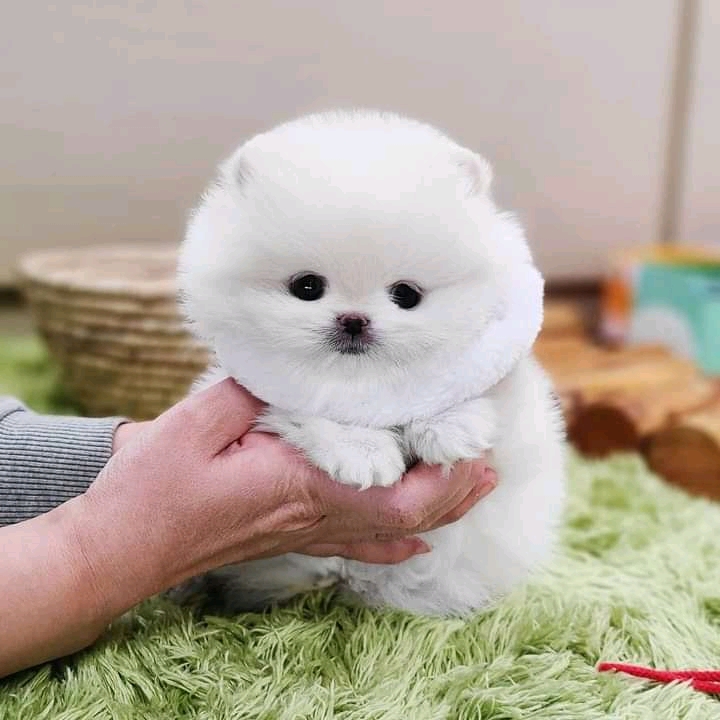 Beautiful White Tea Cup Pomeranian Puppi