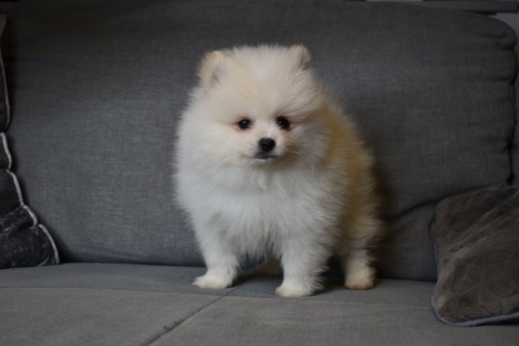 Beautiful White Tea Cup Pomeranian Puppi