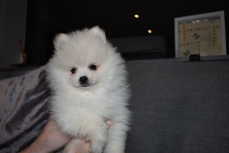 Beautiful White Tea Cup Pomeranian Puppi