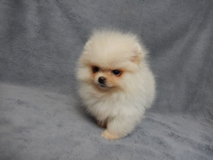 Beautiful White Tea Cup Pomeranian Puppi