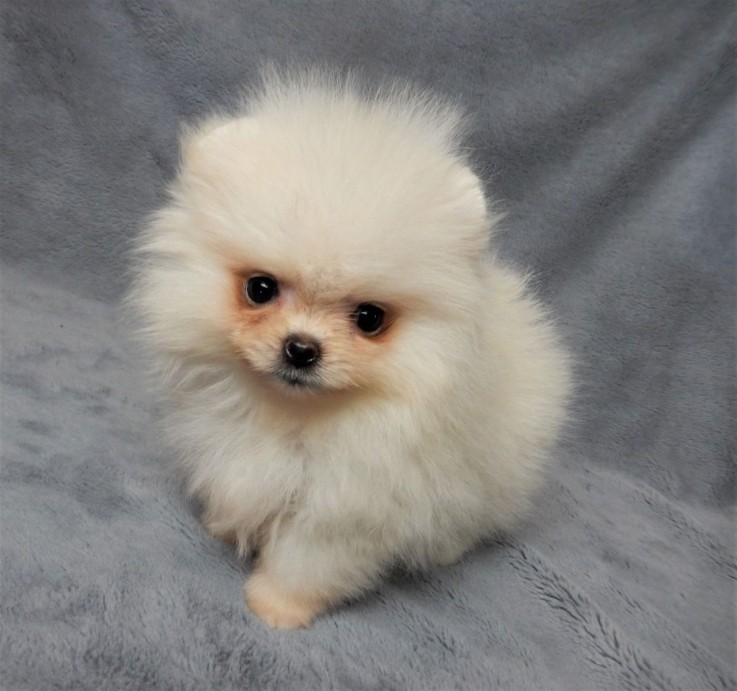 Beautiful White Tea Cup Pomeranian Puppi