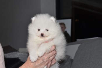 Beautiful White Tea Cup Pomeranian Puppi