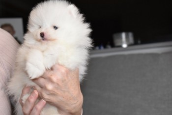 Beautiful White Tea Cup Pomeranian Puppi