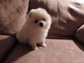 Beautiful White Tea Cup Pomeranian Puppi