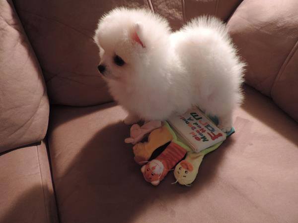 Beautiful White Tea Cup Pomeranian Puppi