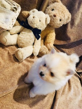 Beautiful White Tea Cup Pomeranian Puppi