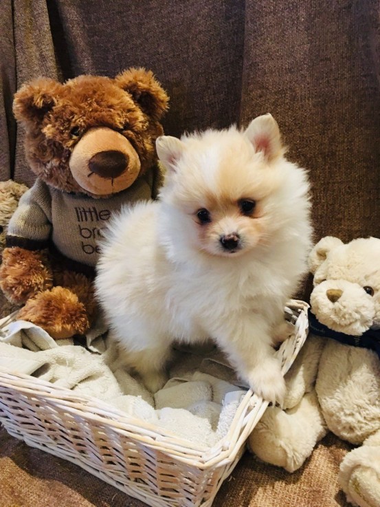 Beautiful White Tea Cup Pomeranian Puppi