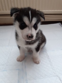 Smart Siberian Husky Puppies