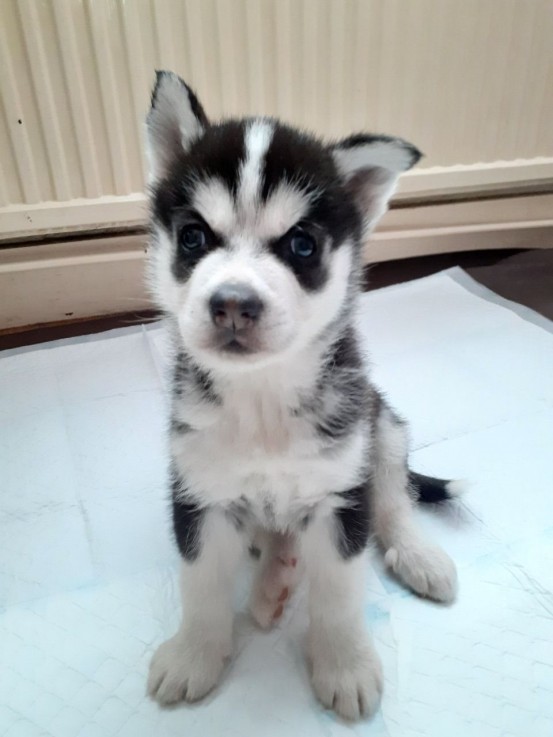 Smart Siberian Husky Puppies