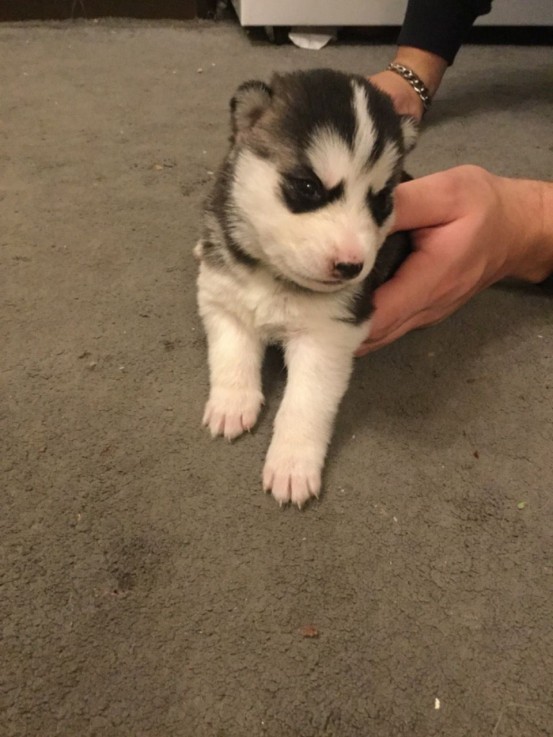 Smart Siberian Husky Puppies