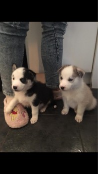 Smart Siberian Husky Puppies