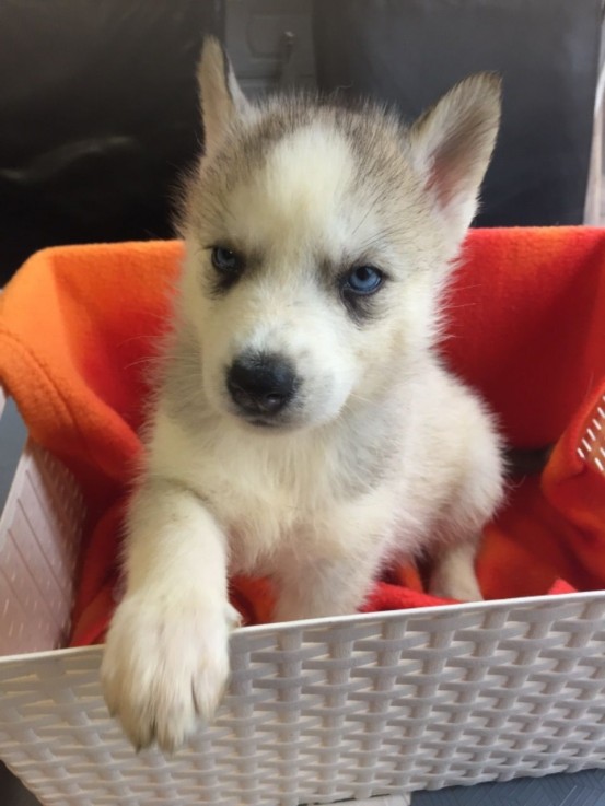 Smart Siberian Husky Puppies