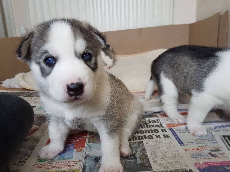 Smart Siberian Husky Puppies