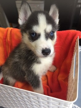 Smart Siberian Husky Puppies