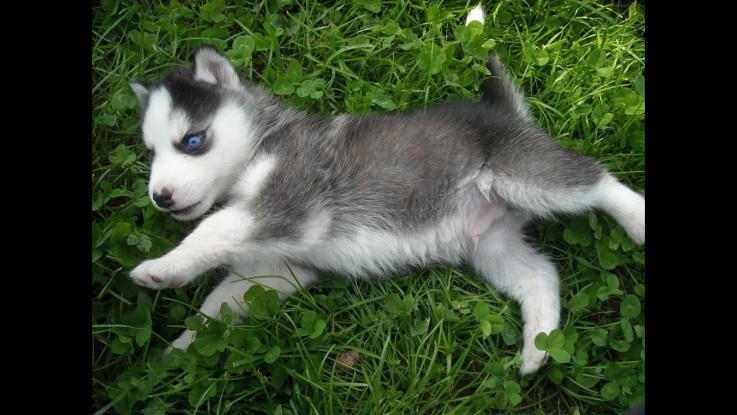 Smart Siberian Husky Puppies