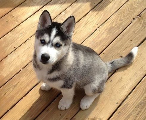 Smart Siberian Husky Puppies