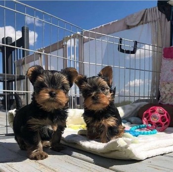 Beautiful Yorkshire Terrier puppies 