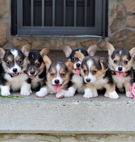  Pembrokeshire Corgi Puppies