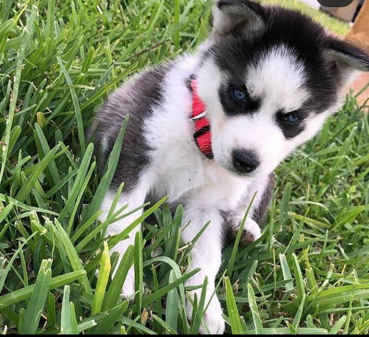 Smart Siberian Husky Puppies