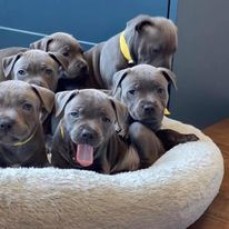 Blue Staffordshire Bull Terrier Puppies