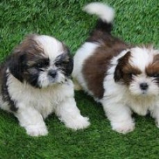 Shitzus Puppies For Sale