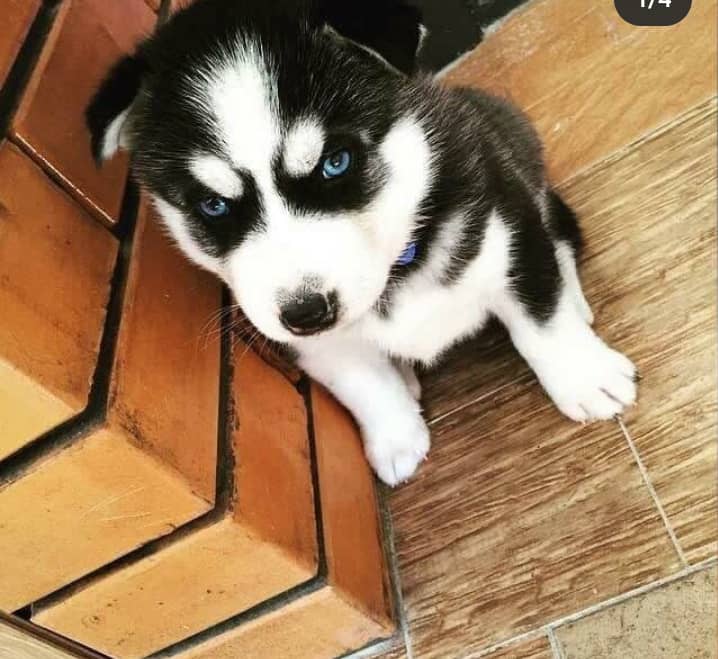 Smart Siberian Husky Puppies